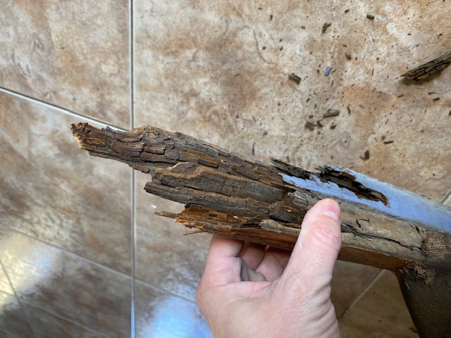 Termites : un danger invisible pour votre maison à Perpignan